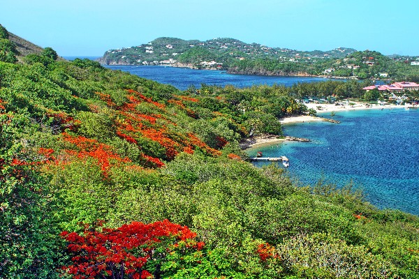 Flowers in St Lucia